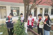 “跨”学科之美，“融”数学之趣 ——记苏州工业园区星港学校第九届数学文化节之“你好，树先生！”项目化活动